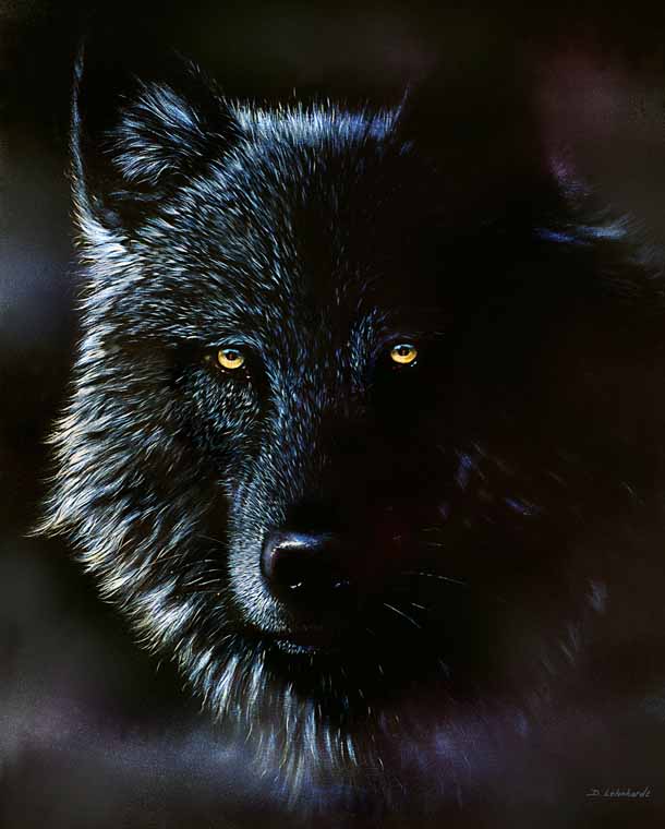 black wolf